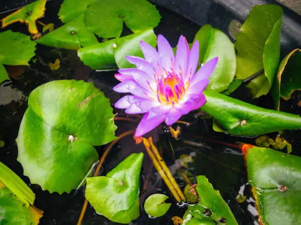 bright pink flower blooming among the lotus