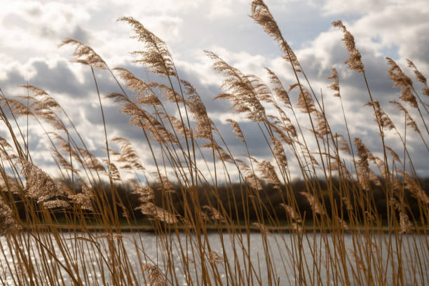 istock dry panicle reed in winter, clouds in the background 1203140042