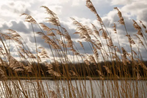 Closeup of dry panicle reed in winter, clouds in the background