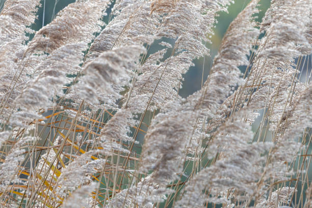 Closeup of dry panicle reed in winter blue background