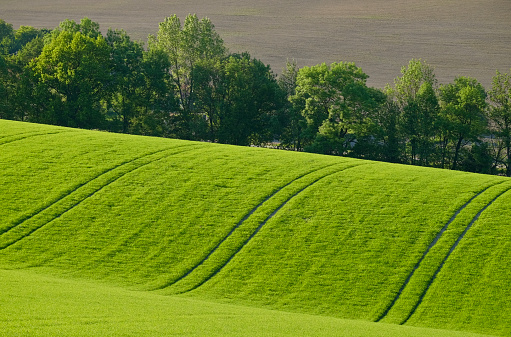 Agriculture in Springtime / Vehicle tracks in the field / Upper Austria