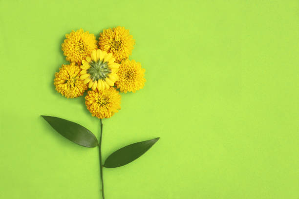 istock yellow flower on green background, greeting card 1203140977