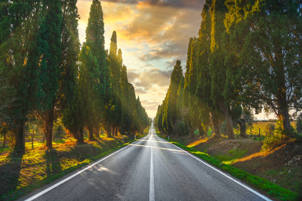 bolgheri знаменитый кипарисы дерево прямо бульвар. маремма, тоскана, италия - tuscany italy tree cypress tree стоковые фото �и изображения