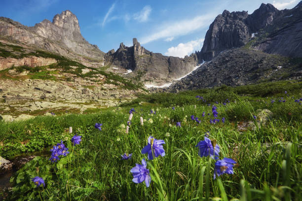 istock Fabulous mountain streams, lush greenery and flowers around. Thawed spring water from the mountains. Magical views of high mountains, Alpine meadows 1203141302