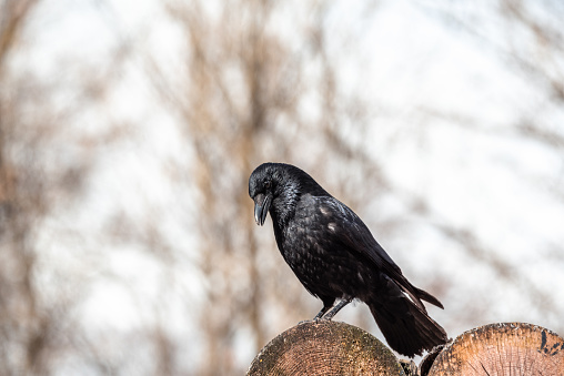 Raven sitting on the branch crow dark bird bokehh sharp focus forest depth space for text brown