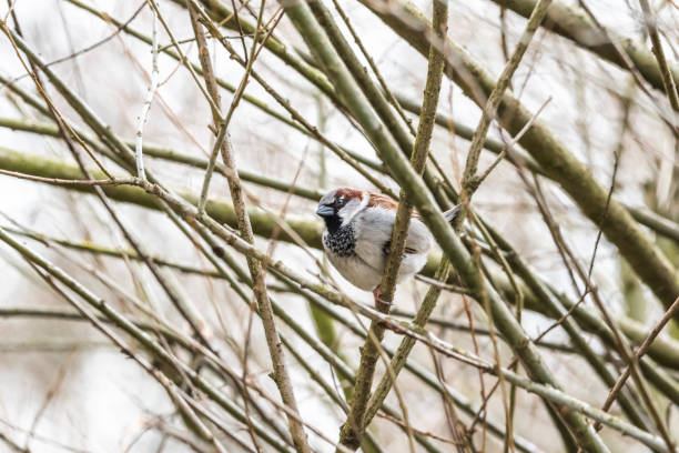 istock hidden sparrow in tree branches focus bokeh summer spring bird flying common city urban cute small brown golden 1203144699