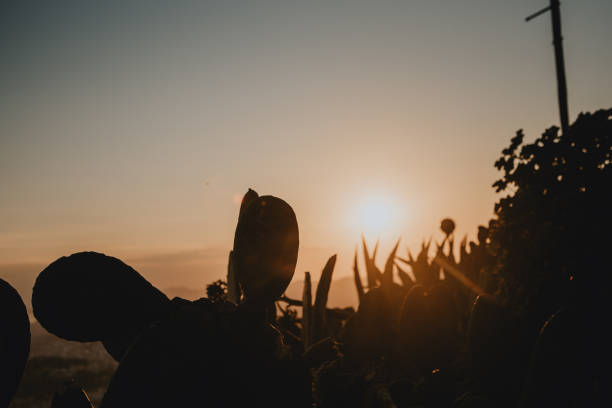 istock Sunset sky with plants in the foreground 1203145910
