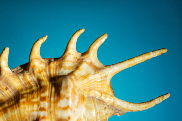 istock big seashell with hard shadows on a blue background. close up, copy space 1203146070