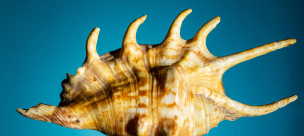 istock big seashell with hard shadows on a blue background. close up, copy space 1203146080
