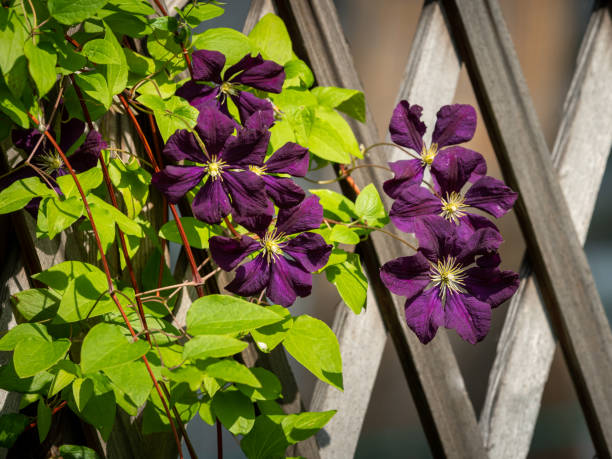 Large dark purple blossoms of a clematis growing in a garden