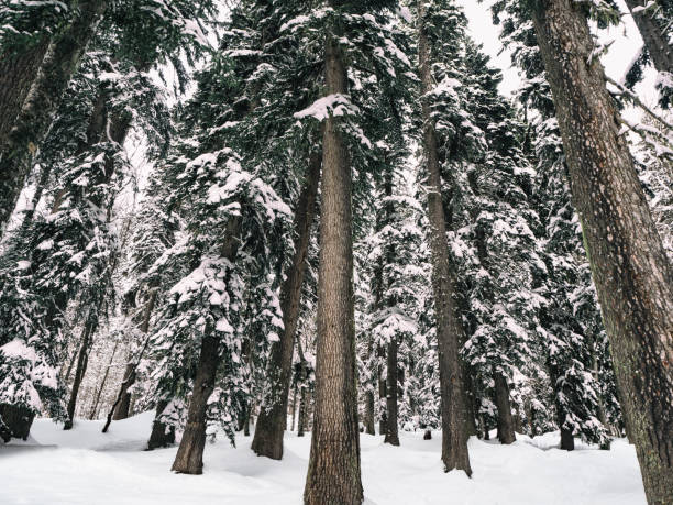 A single pinecone, seemingly suspended in mid air, is filled with new snow.