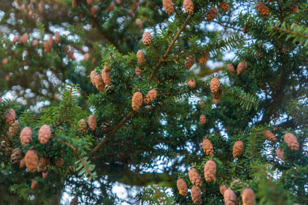 North Amrican eastern hemlock "Tsuga canadensis" fir tree in bright sunlight Vibrant greens and soft warm browns for a romantic and simple concept. east stock pictures, royalty-free photos & images
