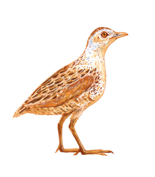 Isolated corncrake bird Isolated corncrake bird. Sketch on white background corncrake stock illustrations
