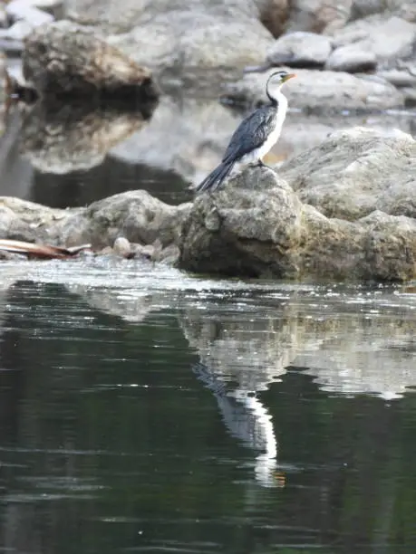 A cormorant sitting on a rock