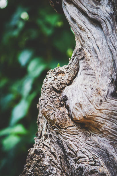 istock Closeup of olive tree bark. 1203153060