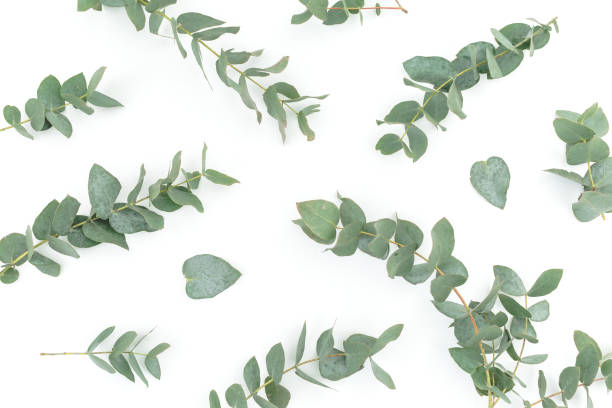 istock Floral background with eucalyptus branches and leaves on white background. Flat lay 1203155533