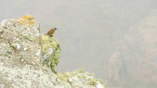 Bird sitting on a rock slope