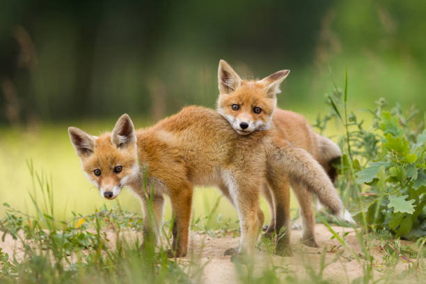 Adorable baby fox pups playing stock photo