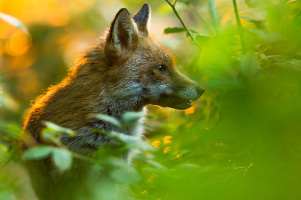 volpe rossa in luce oro mattutina - animal mammal outdoors red fox foto e immagini stock