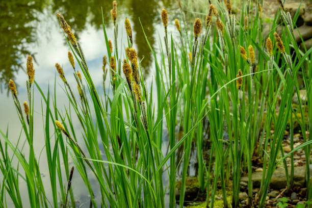 Carex melanostachya, Sedge (Carex nigra), Black or common sedge blooms on shore of magical pond among stones. Carex melanostachya, Sedge (Carex nigra), Black or common sedge blooms on shore of magical pond among stones. Selective focus. Reflection of evergreens in mirror of pond. Nature concept for design. carex nigra stock pictures, royalty-free photos & images