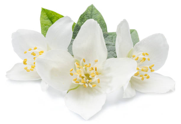 istock Blooming jasmine flower branch with jasmine leaves isolated on white background. 1203160434