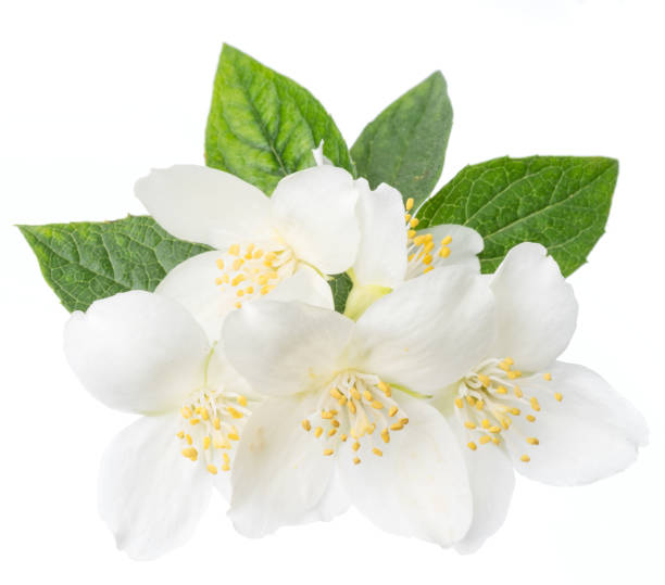 istock Blooming jasmine flower branch with jasmine leaves isolated on white background. 1203160526
