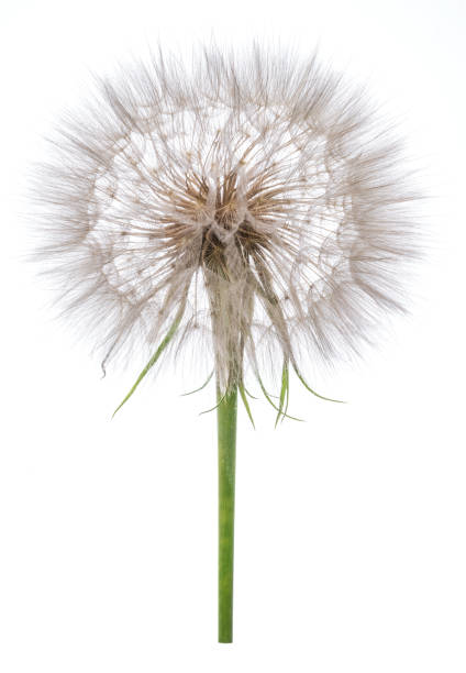 istock Salsify seed heads isolated on white background. 1203160766