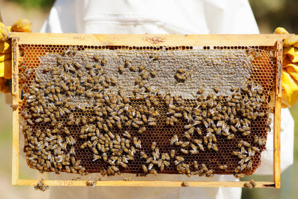 Honeycombs filled with honey in the hands of a beekeeper