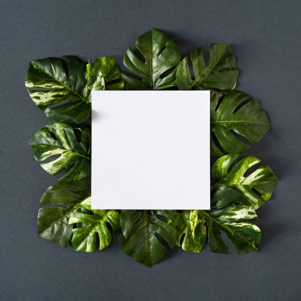 istock Green monstera leaves on gray background. Spring season minimal concept. 1203166855