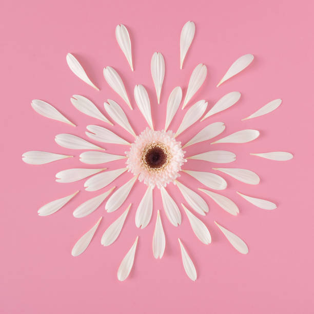istock Creative composition of white flower with petals on pink background. 1203167893