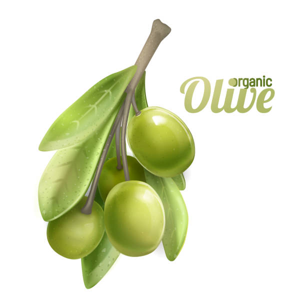 illustrazioni stock, clip art, cartoni animati e icone di tendenza di ramo d'ulivo verde isolato su sfondo bianco. vettore fotorealista, 3d. design per olio d'oliva, cosmetici naturali, prodotti per la salute. - olive tree three objects vector green