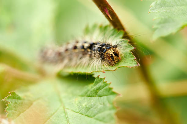 A caterpillar and a nest with many caterpillars on a tree