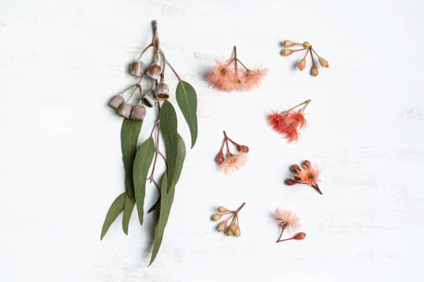 istock Australian native eucalyptus leaves and flowering pink and red gum nuts. 1203170433