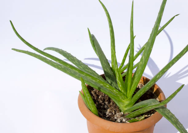 istock aloe vera plant fresh and green leaf 1203170723