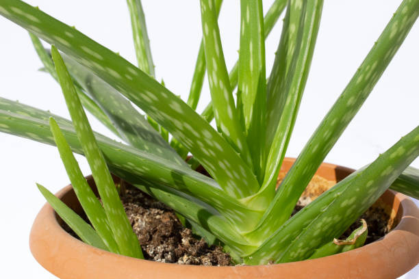 istock aloe vera plant fresh and green leaf 1203170916