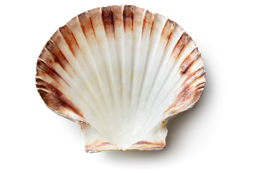 Nature: Seashell Isolated on White Background