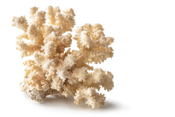 naturaleza: coral blanco aislado sobre fondo blanco - nature macro reef animal fotografías e imágenes de stock