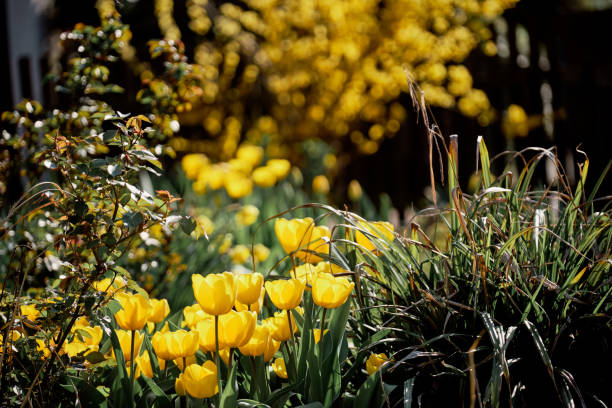 istock Beautiful yellow tulips blooming in a springtime garden 1203171791