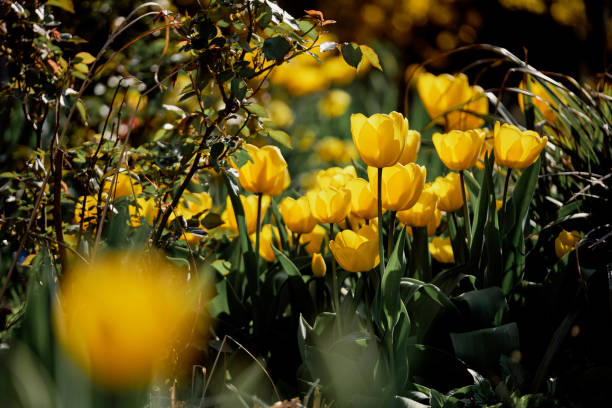 istock Beautiful yellow tulips blooming in a springtime garden 1203172199