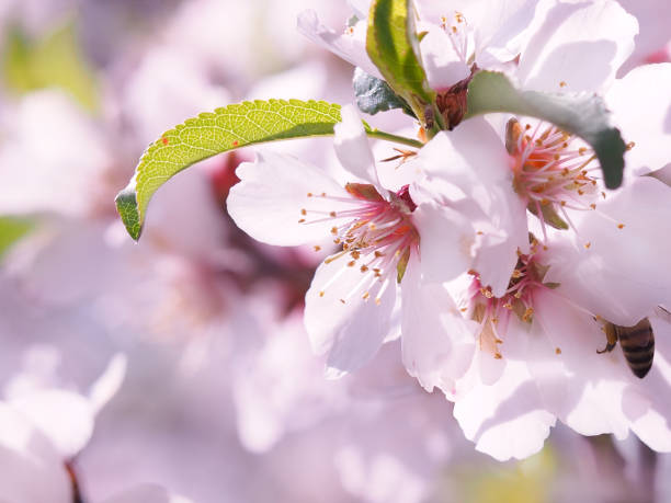 istock Picture with almond flowers with soft light 1203172241