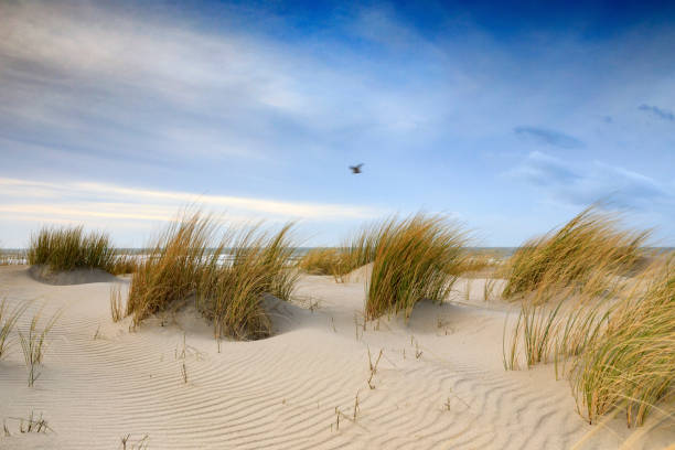 istock dunes along the Dutch coast near The Hague 1203173549