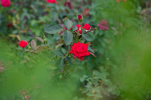 Nice rose with bokeh nature flora gardening macro spring time