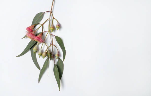 feuilles d'eucalyptus et gumnuts. - beautiful red pink wood photos et images de collection