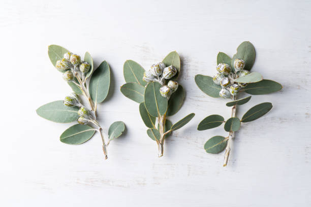 Eucalyptus leaves and gumnuts. Australian native eucalyptus leaves and gum nuts on white washed wood surface. eucalyptus tree photos stock pictures, royalty-free photos & images