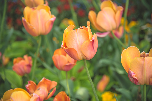 The beautiful flowers tulip spring season in New zealand