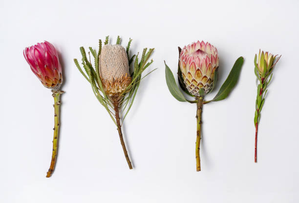Proteaceae and Banksia flat lay.