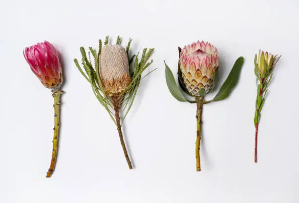 Australian native Proteaceae and Banksia flowers in red, pink, yellow and green on a white background, photographed from above.