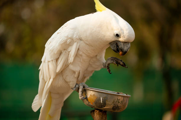 istock Yellow Crested Cockatoo parrot holding and eating the nuts 1203174936