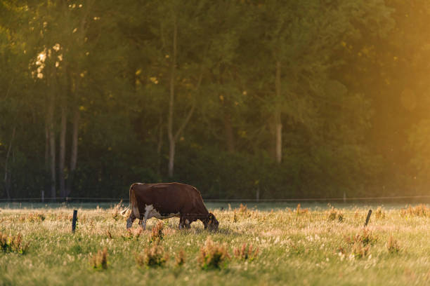 istock Brown cow in sunny meadow with tall grass during spring. 1203175261
