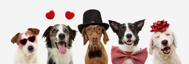 banner five dogs celebrating valentine's day with a red ribbon on head and a heart shape diadem or glasses, top hat and bowtie. isolated against white background. banner five dogs celebrating valentine's day with a red ribbon on head and a heart shape diadem or glasses, top hat and bowtie. isolated against white background. five animals stock pictures, royalty-free photos & images